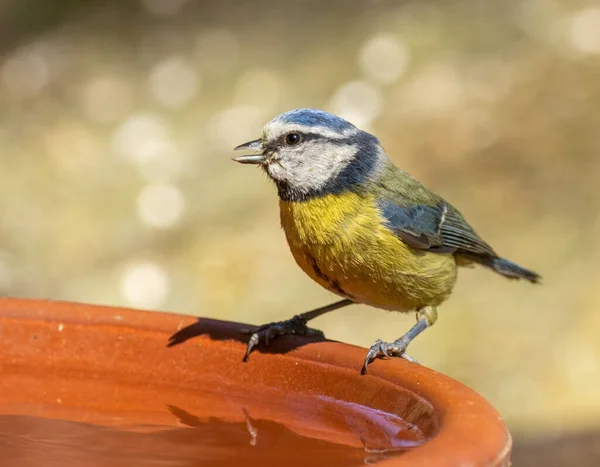 Blue Tit Small Bird Drinking Dish Woodland Very Hot Day — Stock Fotó