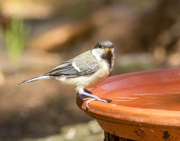Coal Tit Small Bird Having Drink Water Dish Woodland Very — Φωτογραφία Αρχείου