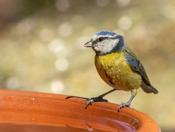 Blue Tit Small Bird Drinking Dish Woodland Very Hot Day — Zdjęcie stockowe