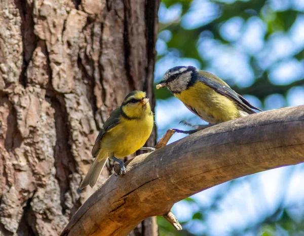 Blue Tit Bird Feeding Its Baby Branch Woodland — стоковое фото