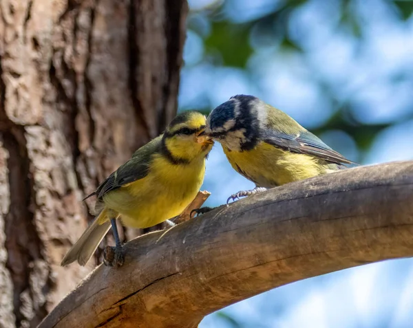 Blue Tit Bird Feeding Its Baby Branch Woodland — Fotografia de Stock