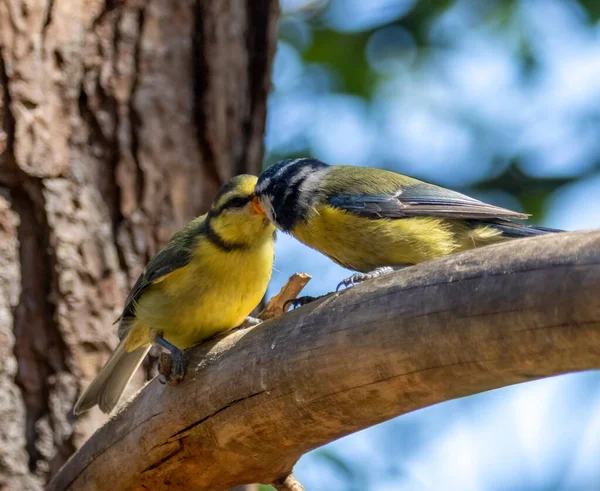 Blue Tit Bird Feeding Its Young Branch Woodland — Zdjęcie stockowe