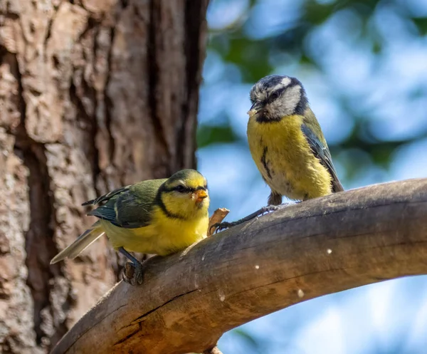 Blue Tit Bird Feeding Its Baby Branch Woodland — Stock Fotó