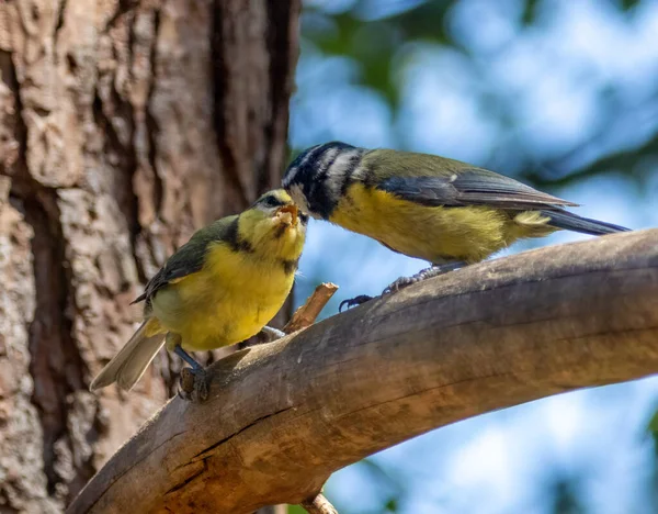 Blue Tit Bird Feeding Its Baby Branch Woodland — Zdjęcie stockowe