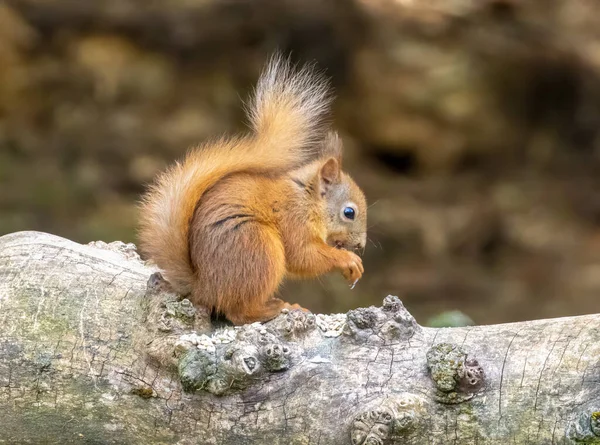Écossais Mignon Petit Écureuil Roux Manger Une Noix Dans Forêt — Photo