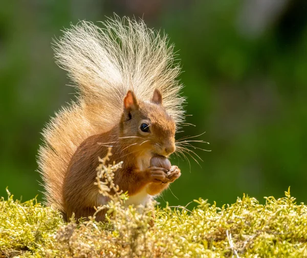 햇빛에 아름다운 견과를 스코틀랜드귀여운 다람쥐 — 스톡 사진