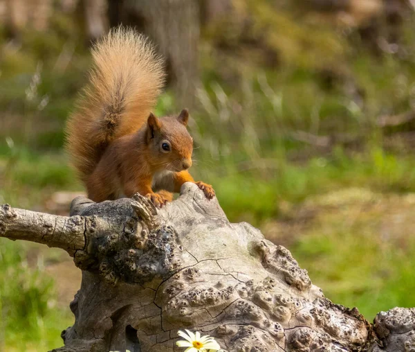 Escocês Bonito Pequeno Esquilo Vermelho Comendo Uma Porca Floresta Com — Fotografia de Stock