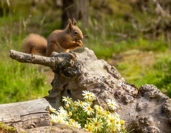 Scottish Cute Little Red Squirrel Eating Nut Woodland Lovely Green — Stock Photo, Image