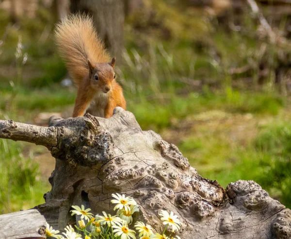 Tupai Merah Kecil Skotlandia Yang Lucu Makan Kacang Hutan Dengan — Stok Foto