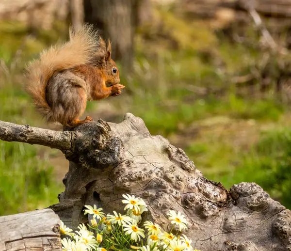 Scottish Cute Little Red Squirrel Eating Nut Woodland Lovely Green — Stock Photo, Image