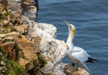 Büyük kuzey sümsük kuşu okyanusa bakan güzel mavi gözleriyle kayalıkların üzerinde duruyor. 