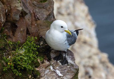 Kittiwake, uçurumun kenarına tünemiş küçük martı deniz kuşu gagasında yuva malzemesi topluyor.