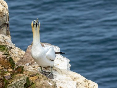Büyük kuzey sümsük kuşu okyanusa bakan güzel mavi gözleriyle kayalıkların üzerinde duruyor. 