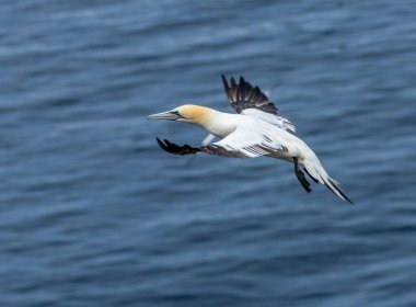 Büyük kuzey sümsük kuşları, güzel mavi gözlü büyük deniz kuşları, mavi gökyüzünde süzülüyor ve uçurumun kenarına iniyor, Trouphead, İskoçya 
