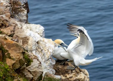 Büyük kuzey sümsük kuşları, güzel mavi gözlü büyük deniz kuşları, mavi gökyüzünde süzülüyor ve uçurumun kenarına iniyor, Trouphead, İskoçya 