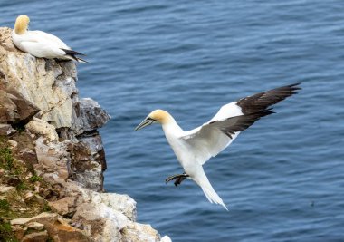Büyük kuzey sümsük kuşları, güzel mavi gözlü büyük deniz kuşları, mavi gökyüzünde süzülüyor ve uçurumun kenarına iniyor, Trouphead, İskoçya 