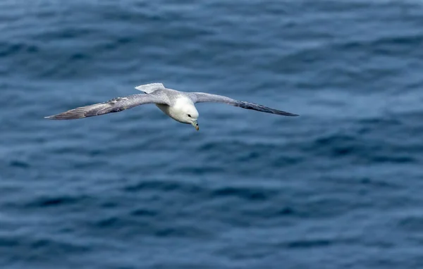 Fulmar Mořský Pták Roztaženými Křídly Vznášející Nad Modrým Oceánem Slunci — Stock fotografie