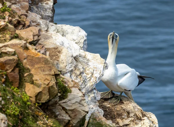 Great Northern Gannet Standing Rock Cliff Face Beautiful Blue Eyes — Stock Photo, Image