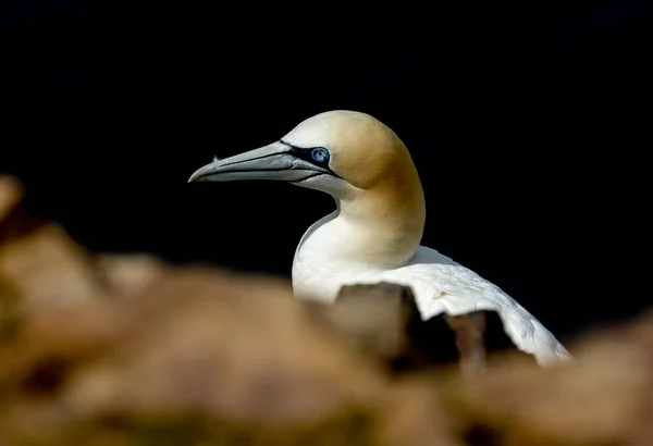 Büyük Kuzey Sümsük Kuşu Okyanusa Bakan Güzel Mavi Gözleriyle Kayalıkların — Stok fotoğraf
