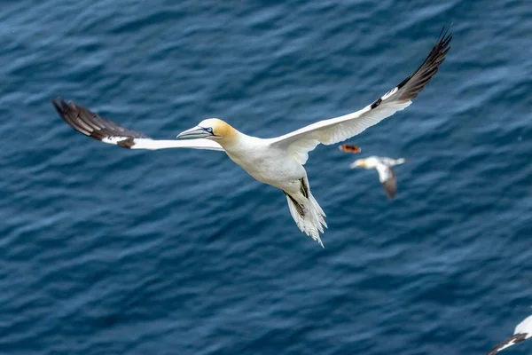 아름다운 바닷새인 잡이새는 하늘로 날아오르다가 절벽쪽인 스코틀랜드 내려앉는다 — 스톡 사진