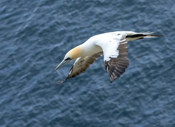 아름다운 바닷새인 잡이새는 하늘로 날아오르다가 절벽쪽인 스코틀랜드 내려앉는다 — 스톡 사진