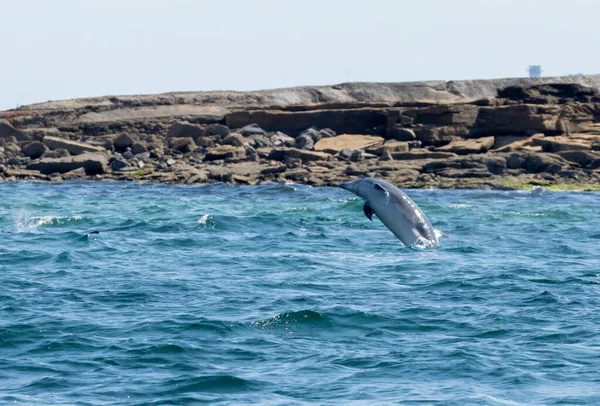 イルカは海岸線に非常に近い海で呼吸しジャンプします — ストック写真