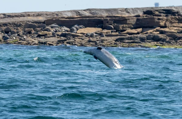 Παραβίαση Δελφινιού Και Άλμα Στον Ωκεανό Πολύ Κοντά Στην Ακτογραμμή — Φωτογραφία Αρχείου