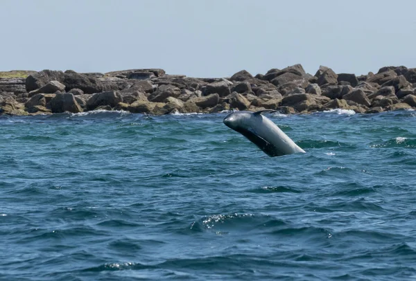 Дельфін Руйнується Стрибає Океані Дуже Близько Берегової Лінії — стокове фото
