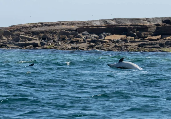 돌고래가해 안선에서 가까운 바다에서 뛰어드는 — 스톡 사진