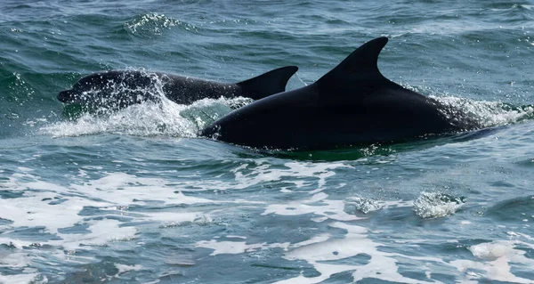 Δελφίνια Κολυμπούν Στον Γαλάζιο Ωκεανό Από Κοντά — Φωτογραφία Αρχείου