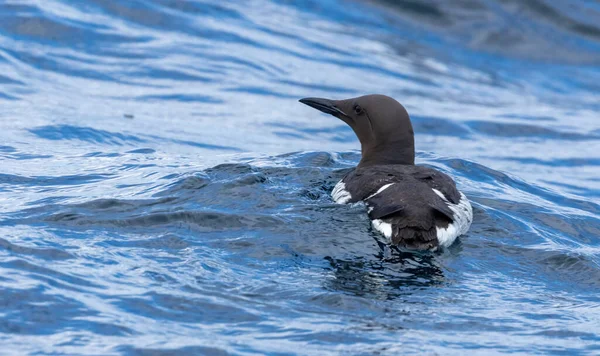 Guillemot Deniz Kuşu Mavi Okyanusta Yüzüyor — Stok fotoğraf