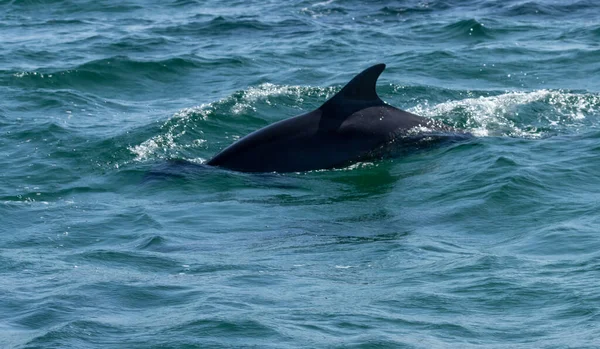 近くの青い海を泳ぐイルカ — ストック写真