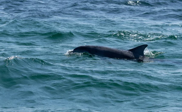 Δελφίνια Κολυμπούν Στον Γαλάζιο Ωκεανό Από Κοντά — Φωτογραφία Αρχείου