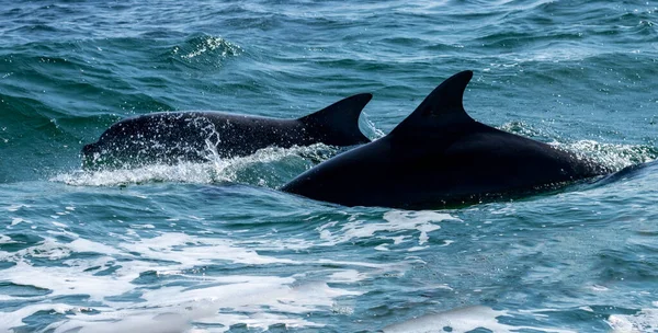 近くの青い海を泳ぐイルカ — ストック写真