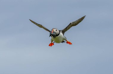 Gagası kum yılanbalıklarıyla dolu uçan martılar. Yazın mavi gökyüzü arkaplanı çok güzeldir. 