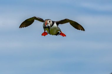 Gagası kum yılanbalıklarıyla dolu uçan martılar. Yazın mavi gökyüzü arkaplanı çok güzeldir. 