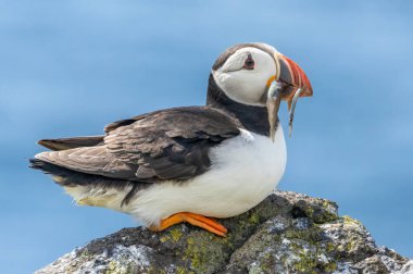 İskoçya 'nın Mayıs adasında gagalarında kum yılanbalığı olan martılar.