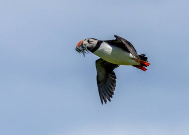 Gagası kum yılanbalıklarıyla dolu uçan martılar. Yazın mavi gökyüzü arkaplanı çok güzeldir. 