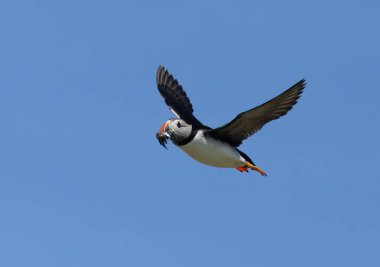 Gagası kum yılanbalıklarıyla dolu uçan martılar. Yazın mavi gökyüzü arkaplanı çok güzeldir. 