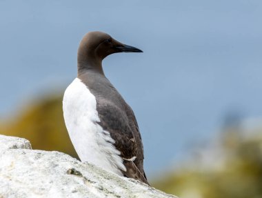 Beautiful guillemot seabird on a rock with blue sea background on the Isle of May, Scotland  clipart