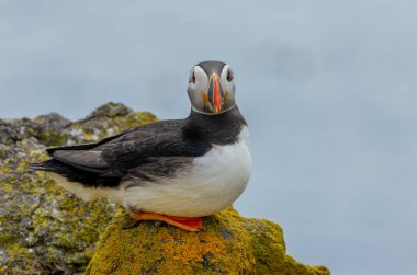 Martı, yazın İskoçya 'nın Mayıs adasındaki kameraya bakarak bir kayanın üzerine yerleşti. 