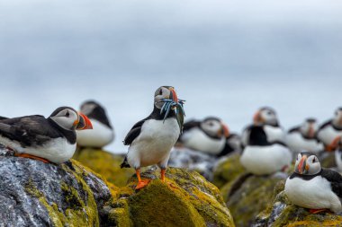 İskoçya 'nın Mayıs adasında gagalarında kum yılanbalığı olan martılar.