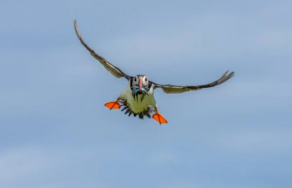 Papageitaucher Flug Mit Einem Schnabel Voller Sandaale Vor Wunderschönem Blauen — Stockfoto