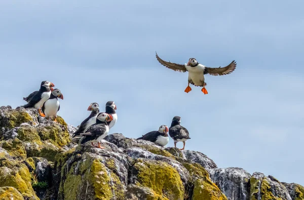 Puffiny Skrzydłami Rozłożonymi Latem Wyspie Maj Szkocja — Zdjęcie stockowe