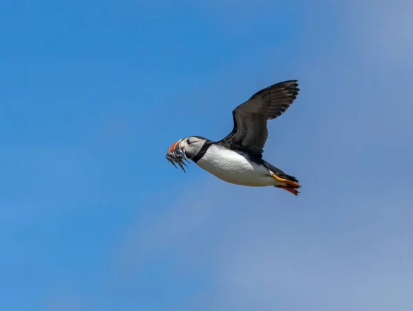 stock image Puffins in flight with a beak full of sand eels with beautiful blue sky background in the summer 