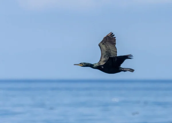 Kormoran Fliegt Tief Über Den Blauen Ozean — Stockfoto