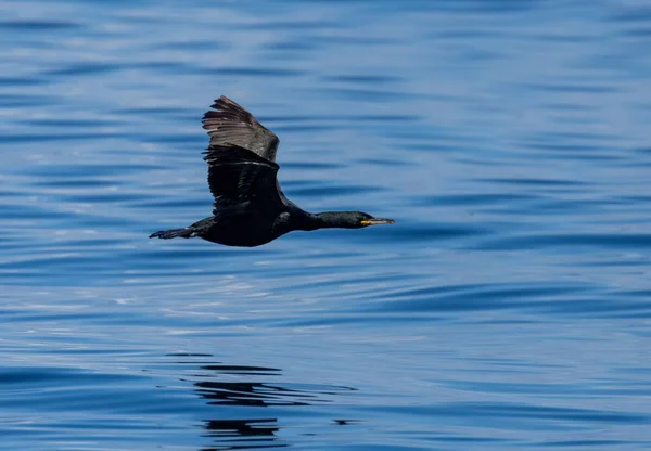 Cormorant Flying Low Blue Ocean — Stock Photo, Image