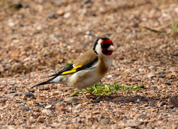 Goldfinch かわいいとカラフルな羽の小さな鳥の巣の材料を収集 — ストック写真