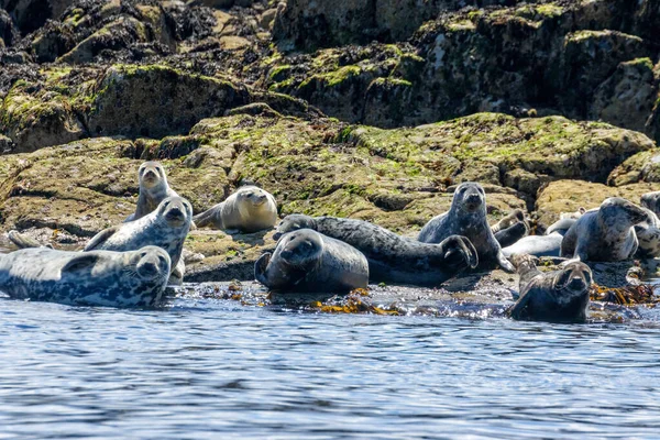 Kegelrobben Ufer Wasser Der Sonne Auf Der Insel May Schottland — Stockfoto