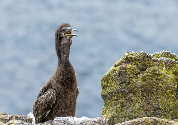 Jungkormoran Seevögel Mit Blauem Meereshintergrund Auf Einem Felsen Auf Der — Stockfoto